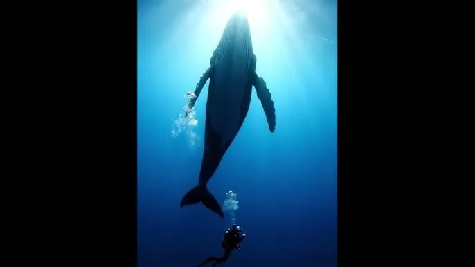 忘忧草视频在线观看影院 - 深蓝星球：探索海洋深处的未知世界